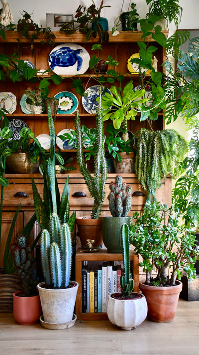 Cactus Houseplant Varieties & Cactus Interior Design