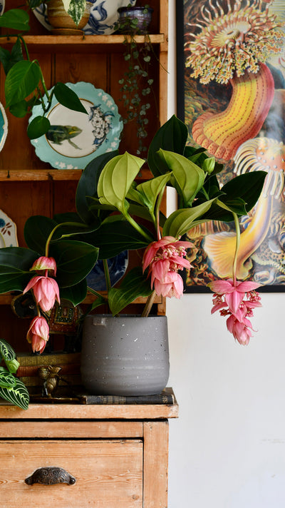 The Truth About House Plants: Debunking Common Myths