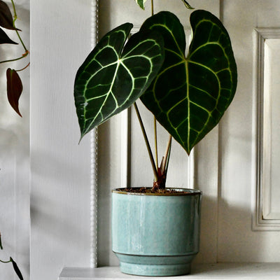 How to Plant Houseplants in a Pot Without Drainage Holes