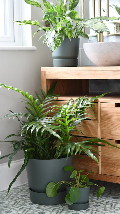 The Ultimate Guide to Houseplant Pots: Elevate Your Indoor Garden
