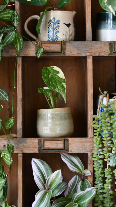 The Complete Guide to Houseplant Care