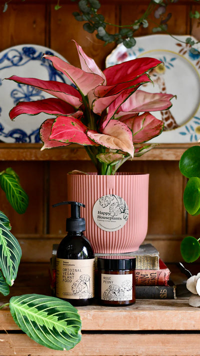 Perfect Houseplant Gift Ideas for Plant Lovers