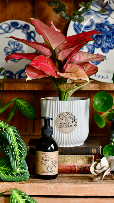 Happy Houseplants: Beautiful Gifts for Plant-Lovers