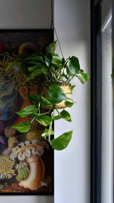 How to Grow Epipremnum Aureum: Pothos Plant Care