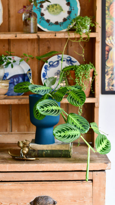 The Delight of Unwrapping a Botanical Treasure Trove: Introducing Our Surprise Houseplant Boxes