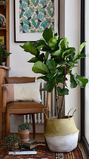 How to be a Fiddle Leaf Fig Care Expert