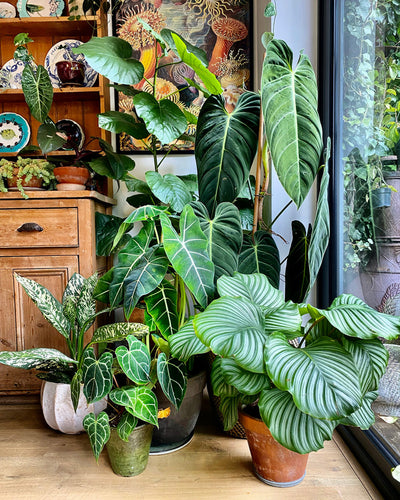 Seven Unkillable Houseplants for Novices