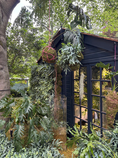 Houseplants Take Centre Stage at RHS Chelsea 2025