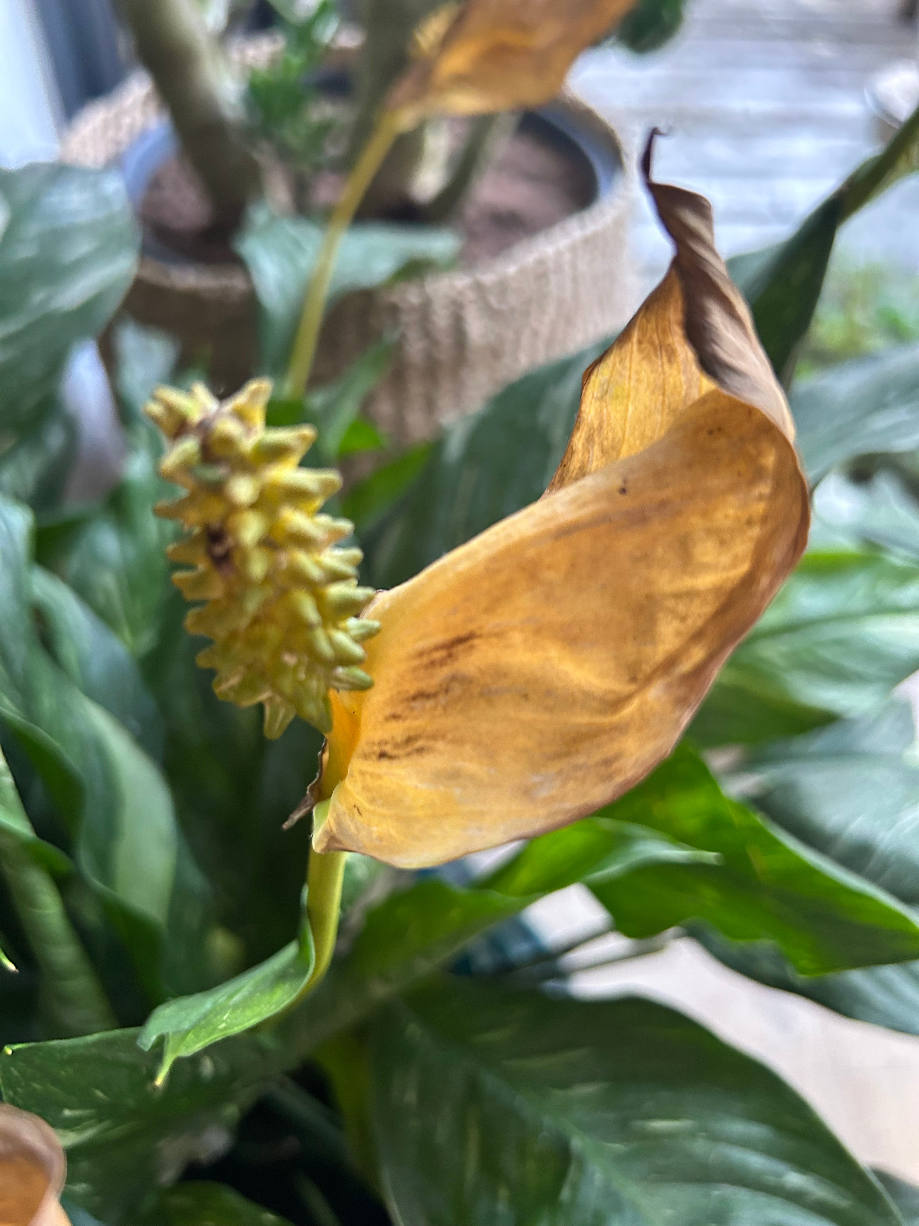 Why Do Houseplant Leaves Turn Yellow? Common Causes and Remedies