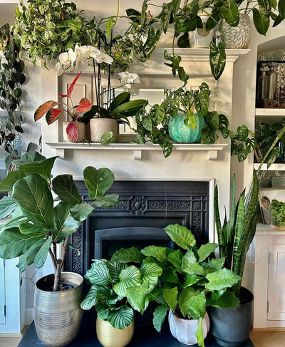 A Detailed Guide to Styling Your Plant Shelf in the Happy Houseplants Way