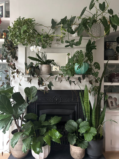 Leggy Houseplants: Why Do Indoor Plants get Leggy and What to Do About It!
