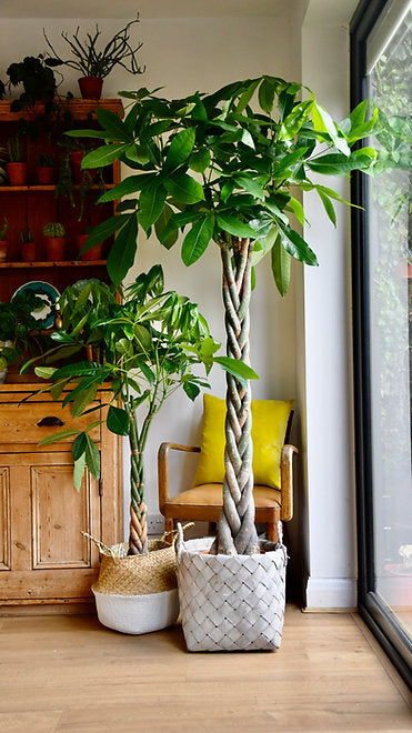 Our Favourite Money Plant Picks!