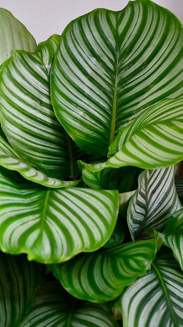 The Ultimate Calathea Guide