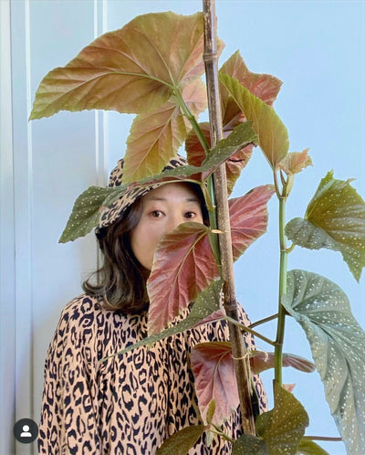 Indoor Plant Passions: Suki Kwon
