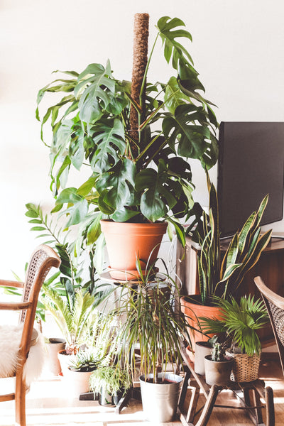Harnessing Nature's Beauty: Integrating Houseplants in Exceptional Interior Design