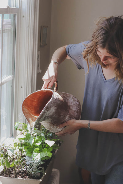 Keeping Your Houseplants Happy