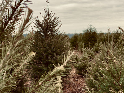 Swapping Christmas Trees for Indoor Plants