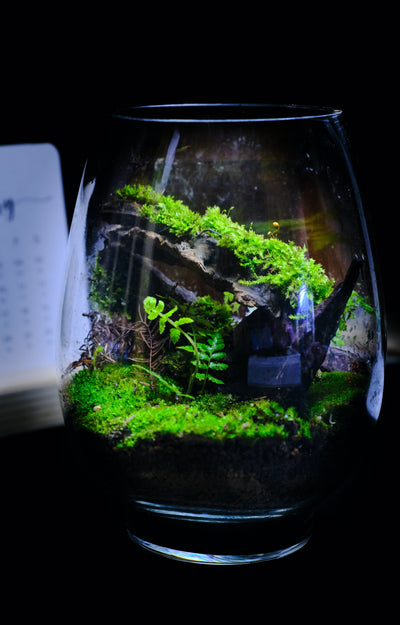 Nature Aquariums, Terrariums and Vivarium Plants