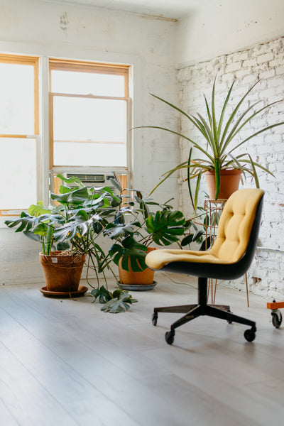The Green Connection: Houseplants as Your Secret Weapon in Virtual Meetings!