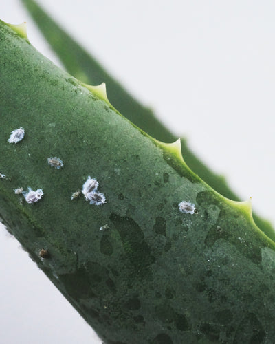 How Do I Get Rid of Common Houseplant Pests? (Gnats, Mealybugs, Whiteflies & Spider Mites)