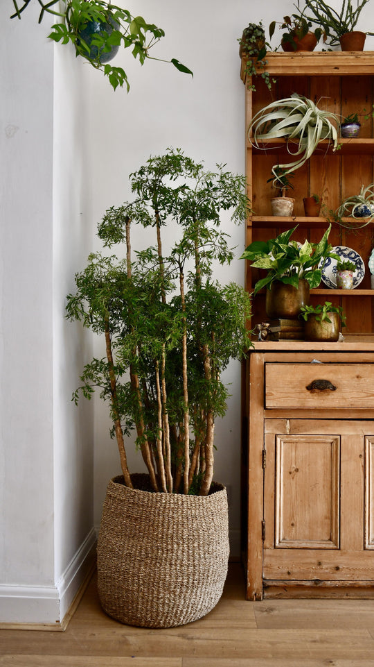 carhartt planters Carhartt WIP Canvas Planter Set