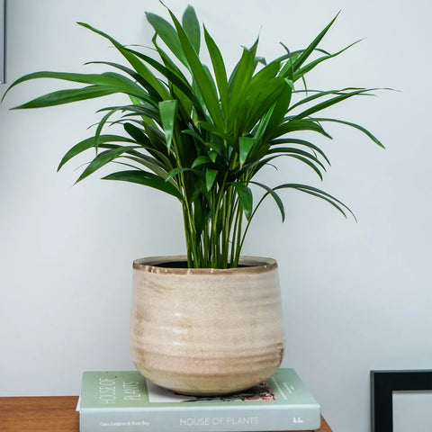 Como Cream premium Glaze planter (18cm plant pot)
