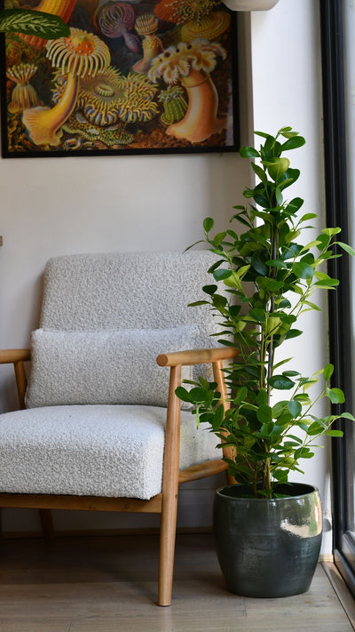 Ficus moclame (Indian Laurel)