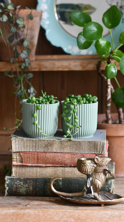 Baby String of Pearls, Senecio Rowleyanus