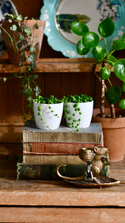 Baby String of Pearls, Senecio Rowleyanus