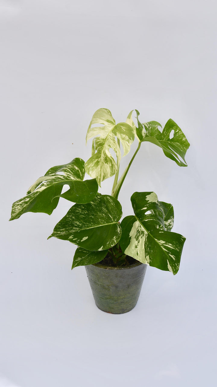 Variegated Monstera | Happy Houseplants | Rare Plants