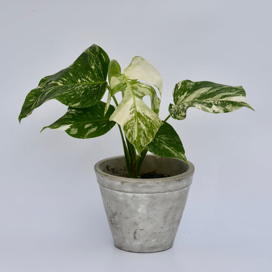 monstera plant for sale uk Variegated Monstera | Happy Houseplants | Rare Plants