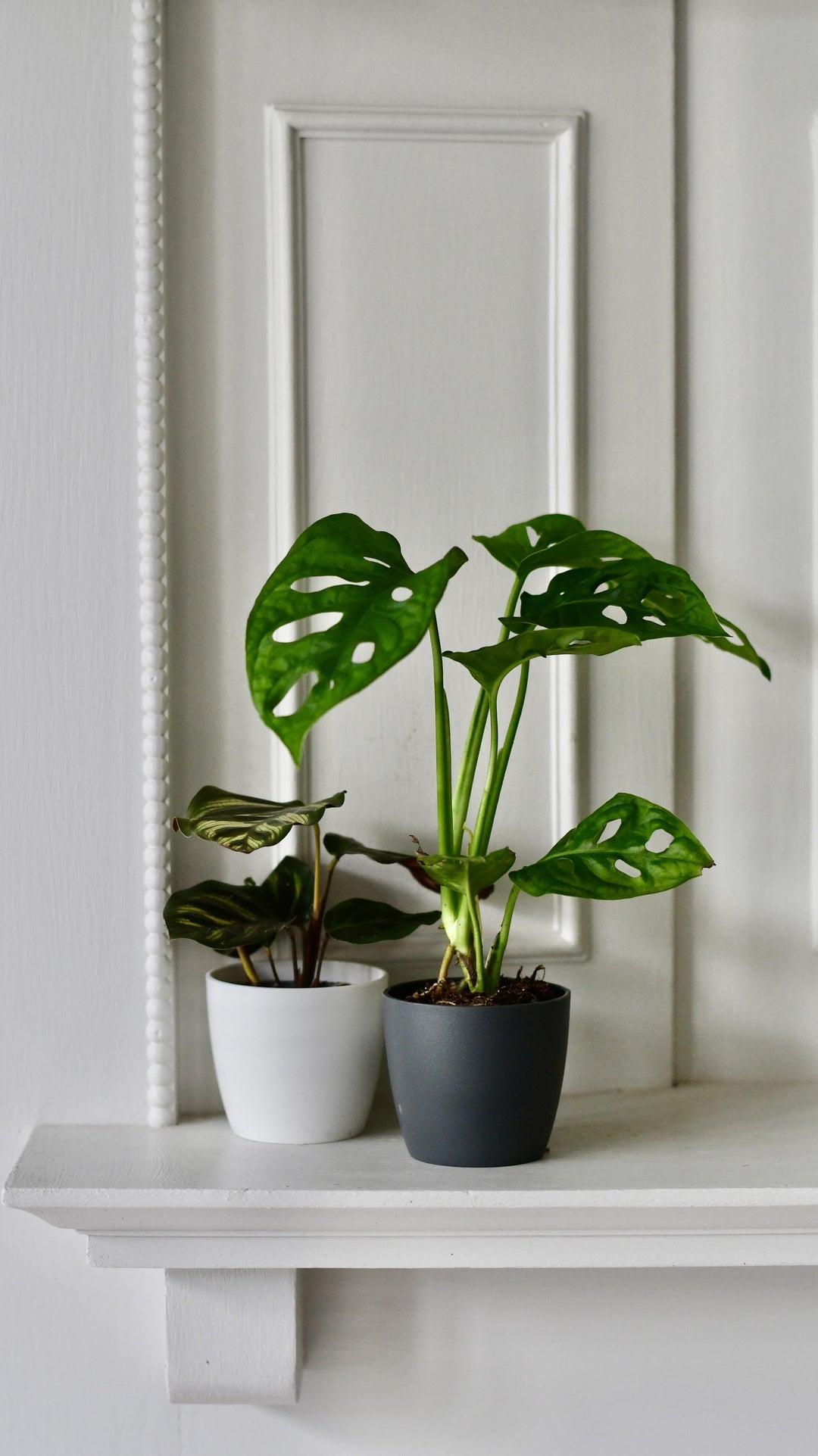 mini monstera monkey mask Baby Monstera Adansonii | Monkey Mask