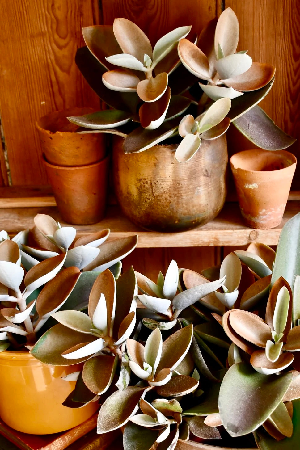 Copper Spoons | Kalanchoe Orgyalis | Rare Plant | Happy Houseplants