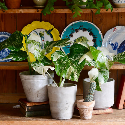 Variegated Monstera - lots of white variegation 12cm x 40cm