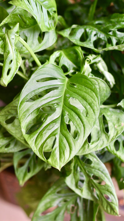 Monstera Obliqua | Monkey Mask | Happy Houseplants