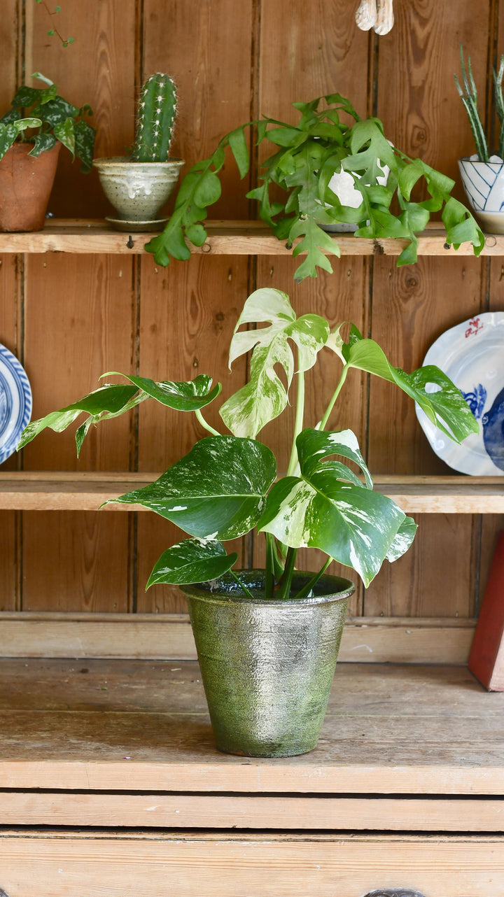 monstera plant for sale uk Variegated Monstera | Happy Houseplants | Rare Plants