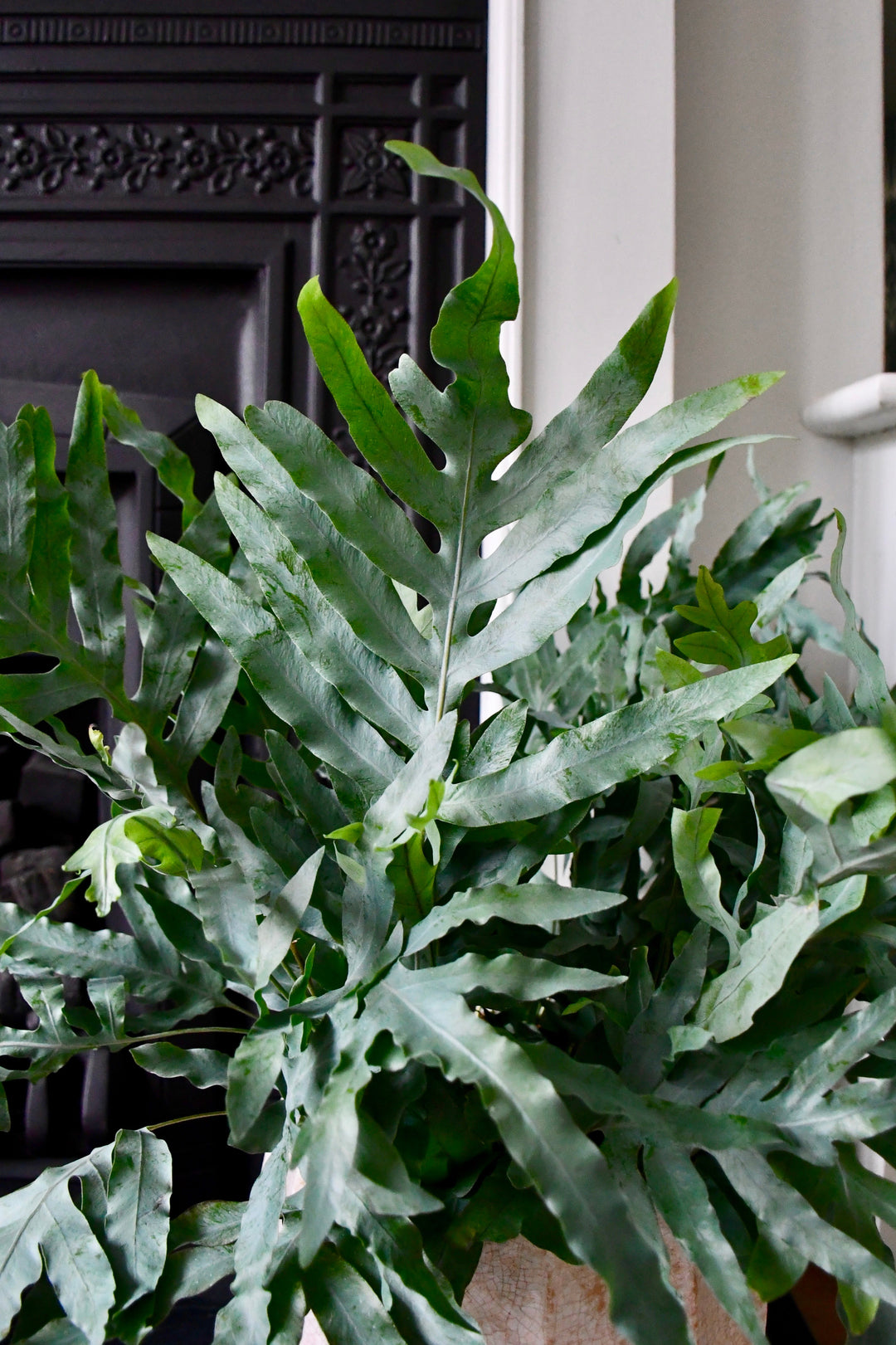 blue star fern benefits Phlebodium Aureum 'Blue Star' | Bohemian Style