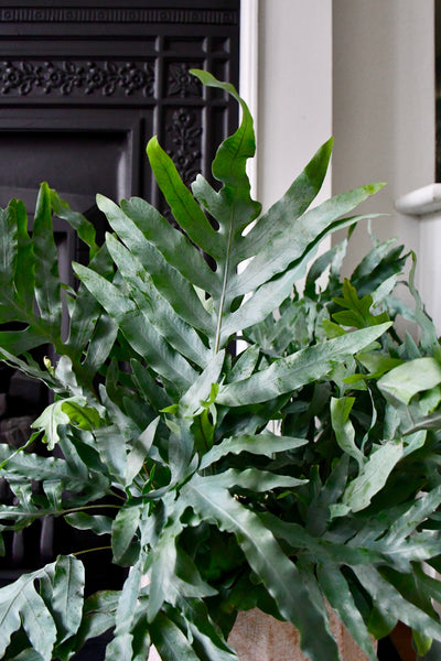 Phlebodium Aureum 'Blue star Fern'