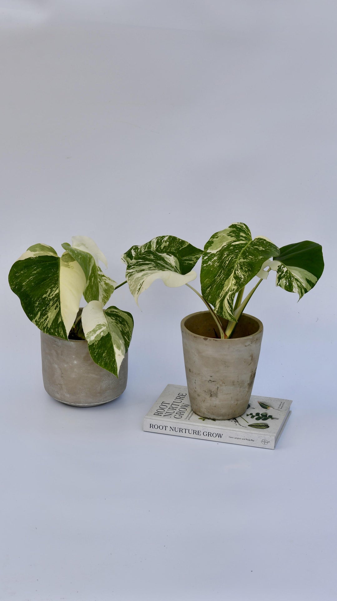 monstera deliciosa albo variegata uk Variegated Monstera | Happy Houseplants | Rare Plants