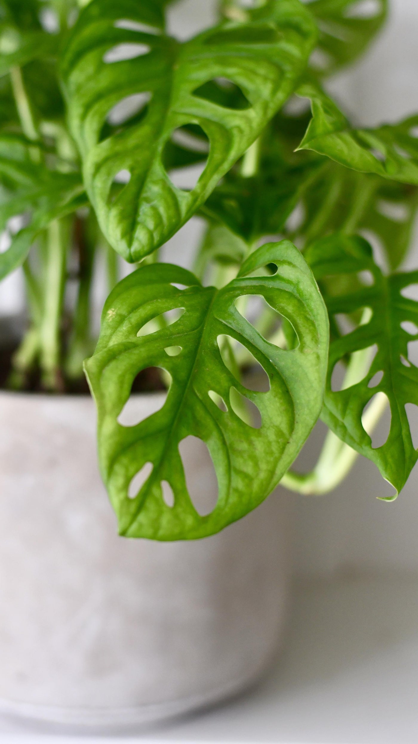 Baby Monstera Adansonii   | Monkey Mask | Mini Swiss cheese Plant