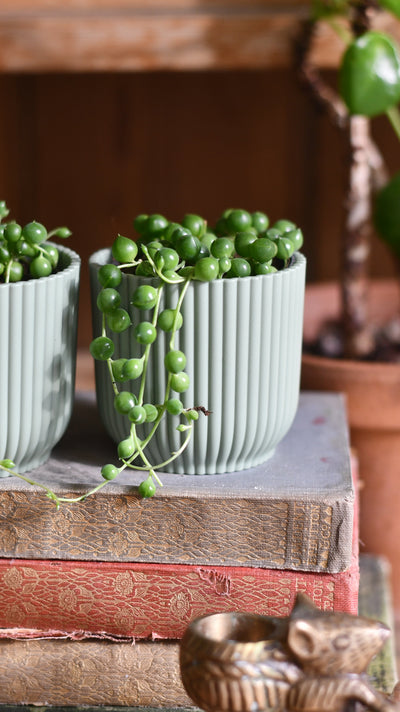 Baby String of Pearls, Senecio Rowleyanus