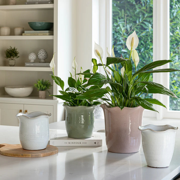 scalloped edge plant pot Scalloped Edge Planter Blush – Happy Houseplants