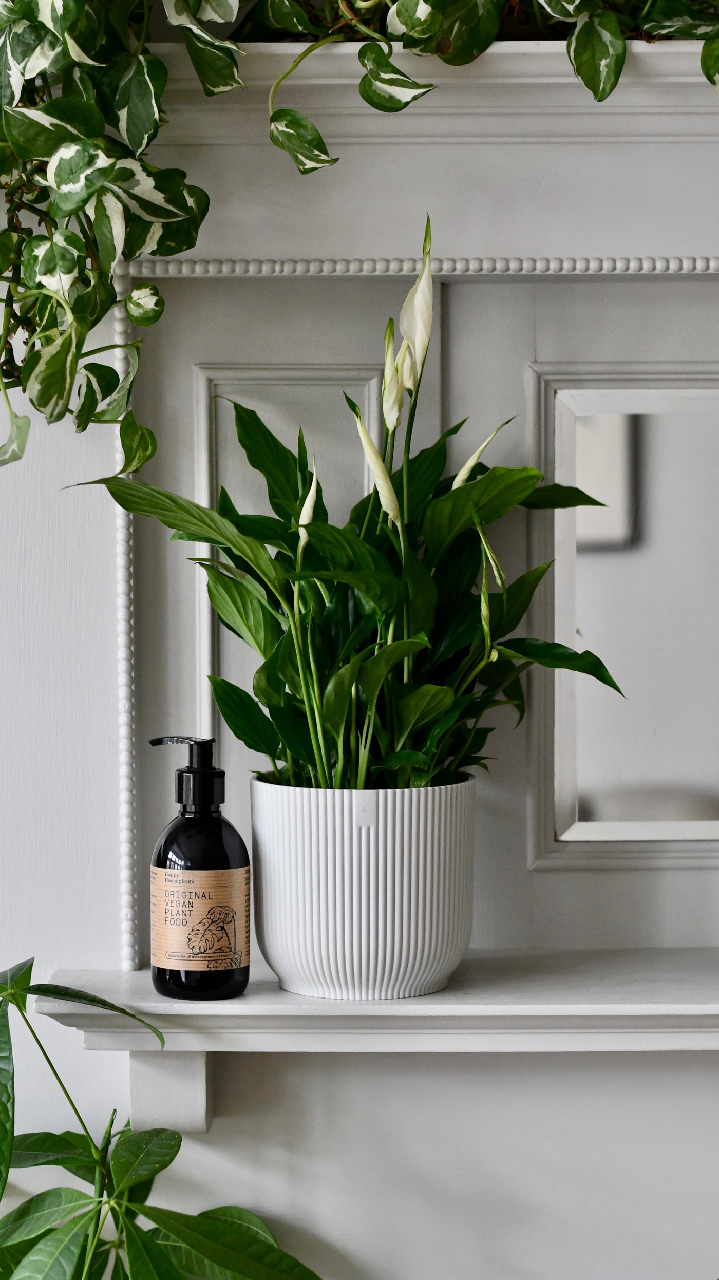 Christmas Gifts | Peace Lily Verdi in Vibes Pot with Organic Plant Food