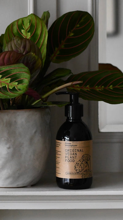 Office Gift – Maranta in Ceramic Pot with Plant Food