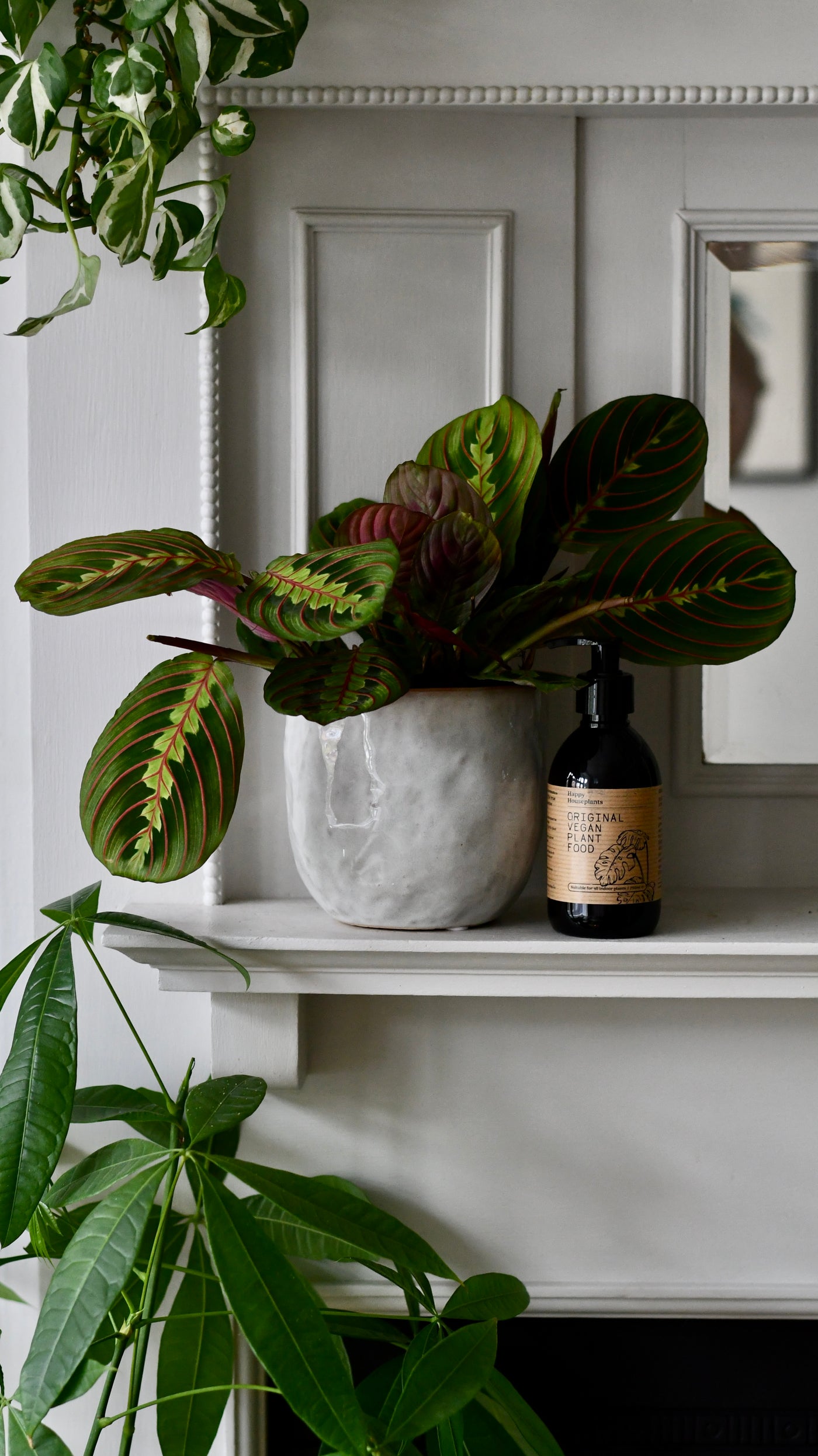 Office Gift – Maranta in Ceramic Pot with Plant Food