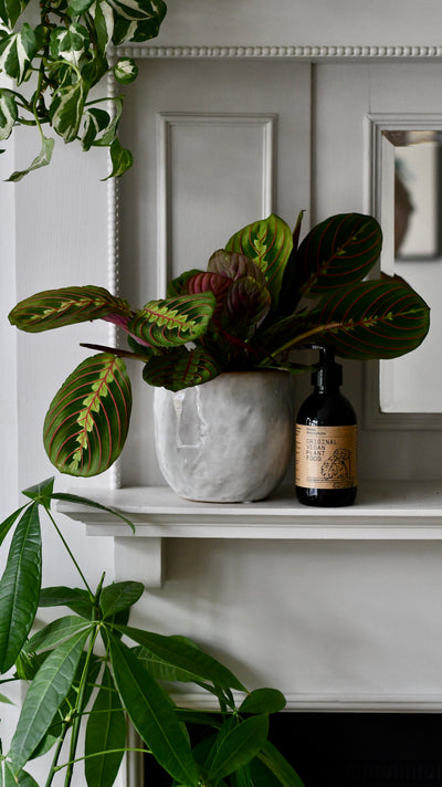 Office Gift – Maranta in Ceramic Pot with Plant Food