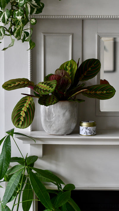 Mother’s Day Gift – Maranta in Ceramic Pot with Botanical Candle