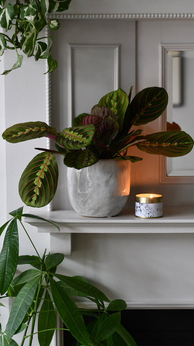Mother’s Day Gift – Maranta in Ceramic Pot with Botanical Candle