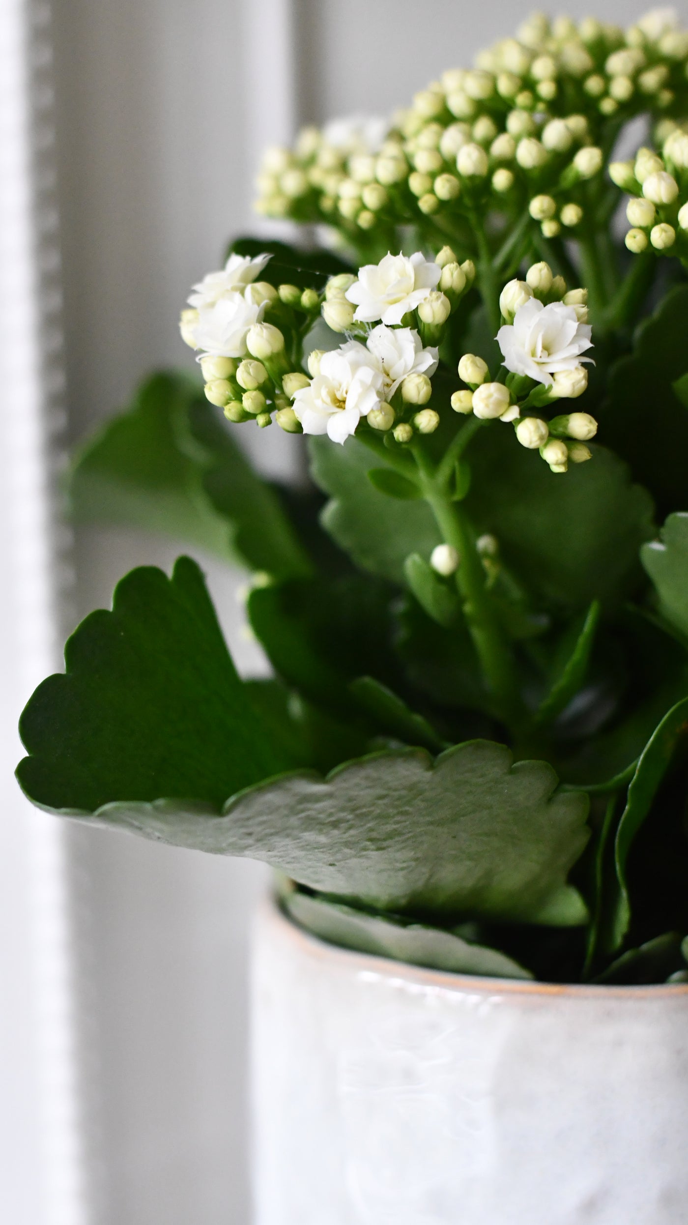 Kalanchoe blossfeldiana ‘White’