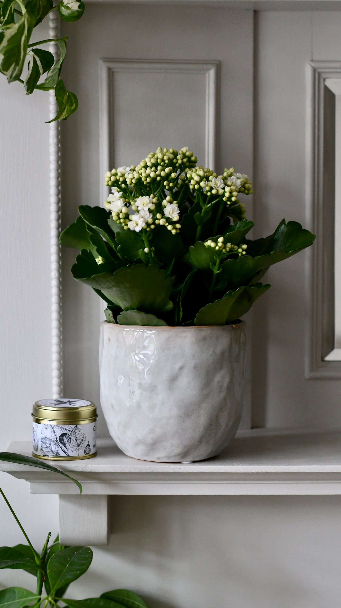 Kalanchoe blossfeldiana ‘White’